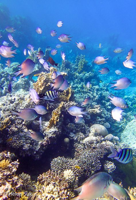 World-class snorkeling in the crystal-clear waters of the Red Sea. Find out what else I got up to in Aqaba, Jordan. Jordan Aqaba, Aqaba Jordan, Paradise Places, Hurghada Egypt, شرم الشيخ, Sea Holiday, Jordan Amman, Undersea World, Petra Jordan