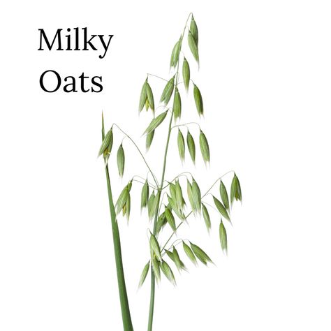 Milky Oats vs Oatstraw & Oatmeal Milky Oats, Plant Uses, Okra Plant, Herbal Health, Oat Groats, Bulk Herbs, Soluble Fiber, Gluten Sensitivity, Wheat Gluten