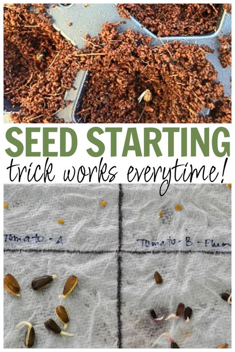 Once I learned this seed starting hack for germinating seeds before planting, I know I'll have viable plants every year. Use this seed germination trick to start your seeds indoors before planting in seed trays. Easy gardening trick to starting your own vegetable plants from seed each year. How To Store Seeds For Next Year, How To Start Garden Seeds Indoors, Growing Plants From Seeds Indoors, Self Watering Seed Starter Diy, Garden Seeds To Start Indoors, Diy Seed Starting Greenhouse, Best Way To Start Seeds Indoors, Seedlings Indoors Starting Diy, Starting Vegetable Seeds Indoors