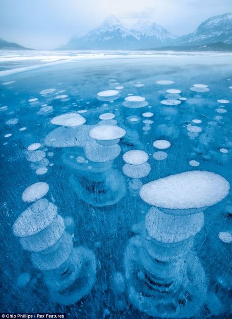 Weird & amazing : Ice bubbles, Abraham Lake, at the foot of the Rocky Mountains in Canada. The rare phenomenon occurs each winter in the man-made lake, as the plants on the lake bed release methane gas, which freezes as it comes closer to the cold lake surface. Ice Bubble, Frozen Bubbles, Abraham Lake, Earth Photos, Samos, Skydiving, Alam Yang Indah, Alberta Canada, Rock Climbing