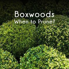 When and How to Prune Your Beautiful Boxwoods Cloud Pruning Boxwood, Boxwood Garden Border, Boxwood Around Patio, Box Bushes Shrubs, Boxwood Landscaping Backyard, When To Prune Boxwood Shrubs, Boxwoods In Pots, Boxwood Care Tips, Landscaping With Boxwoods And Hydrangeas