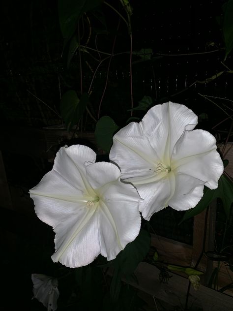 The only time to get a photo of these beautiful moon flowers is at night. Moon Flower Plant, Moon Flowers, Beautiful Moon, Moon Flower, Flower Plant, Birth Flower, Growing Flowers, Garden Diy, Birth Flowers