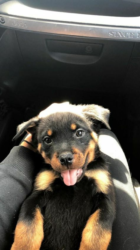 Rotweiler Pup, Miniature Rottweiler, Black Rottweiler, Rottweiler Dog Puppy, Puppy Rottweiler, Funny Rottweiler, Puppy Black, Puppy Funny, Rottweiler Puppy