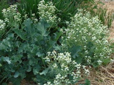 Sea Kale Perennial Green - Fedco Seeds Sea Kale, Collard Green, Perennial Vegetables, British Garden, Zone 5, Match Stick, Seed Catalogs, Garden Bulbs, Seed Pods