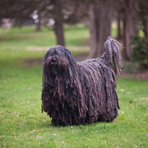 BERGAMASCO SHEEPDOG #wdogsintheworld @alpangelbergamascos Gifts For Dogs, For Dogs, Dog Gifts, Dogs And Puppies, Dog Breeds, Lion Sculpture, Horses, Puppies, Statue