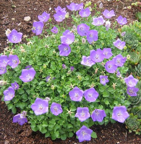 Blue Clips Bellflower (Campanula carpatica 'Blaue Clips') Zone: 3-8 Light: Sun to Shade Water: Moderate Size: 6-8" tall x 12" wide Bloom Period: May-Jun Campanula Carpatica, Bellflower Campanula, Light Sun, Landscape Plans, Flower Gardens, Horticulture, Landscaping Ideas, Flower Garden, Landscaping