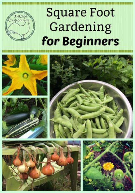 Square Foot Garden, Natural Gardening, Vegetable Garden Planner, Cucumber Trellis, First Garden, Pinterest Garden, Vegetable Garden Tips, Garden For Beginners, Raised Bed Gardening