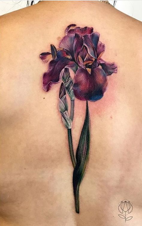 Anna Belozerova flower tattoo Burgundy Flower Tattoo, Burgundy Tattoo, Black Iris Tattoo, Exotic Flower Tattoos, Pearl Tattoo, Iris Tattoo, Orchid Tattoo, Chic Tattoo, Beautiful Tattoos For Women