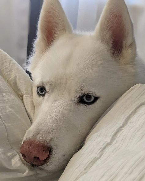 White Husky Aesthetic, White Pomsky, Brown Husky Puppy, Husky Aesthetic, Daisy Calloway, Deadly Animals, White Husky, Samoyed Puppy, Palace Pets