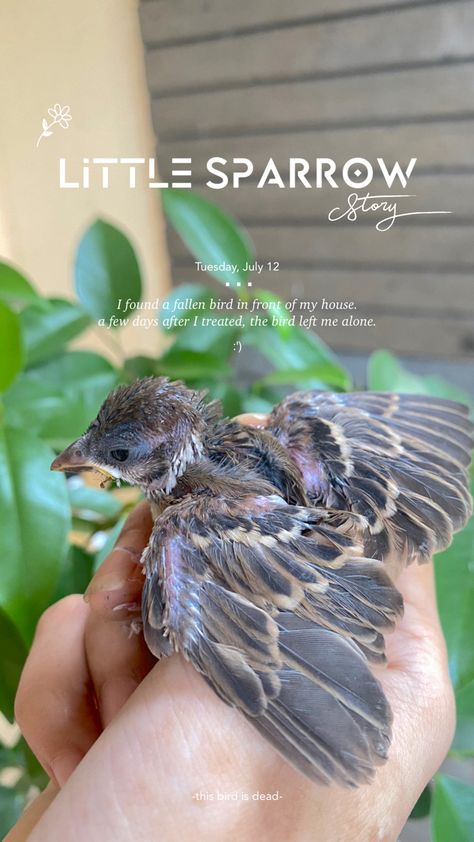 Typography Creative Story IG Baby Sparrow, Typography Creative, Aesthetic Captions, Story Ig, Climate Action, Baby Bird, Story Instagram, Baby Animals