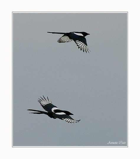 magpies 2 Magpies Tattoo, Simple Magpie Tattoo, Tiny Magpie Tattoo, Magpie Line Drawing, Magpie Sketch, Magpie Drawing, Inspire Tattoo, Magpie Tattoo, Magpie Art