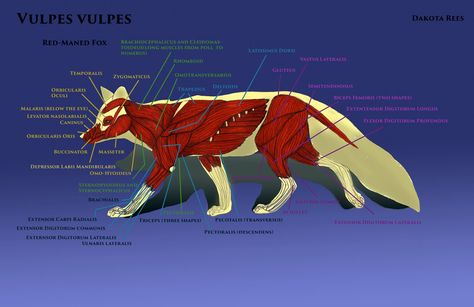 Red Fox Anatomy, Fox Muscle Anatomy, Fox Anatomy, Creature Anatomy, Muscles Anatomy, Fox Bones, Muscle System, Medical Drawings, Animal Tails