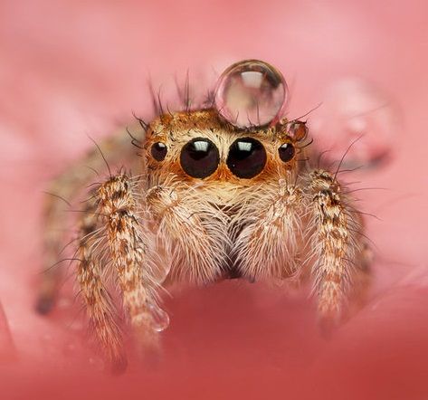 When you are sad, just remember that jumping spiders sometimes wear water droplets as hats - Album on Imgur Jumping Spider Wallpaper, Beautiful Spiders, Weird Bugs, Spider Wallpaper, Lucas The Spider, Arachnids Spiders, Widow Maker, Image Book, Insects Preschool