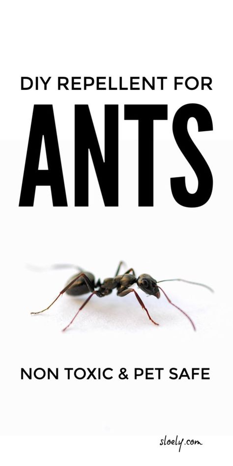 Use these DIY, pet safe ant repellent tips to get rid of ants indoors and outdoors using vinegar, essential oils #pestcontrol #getridofants #antrepellent #ants #diypestcontrol Diy Ant Spray, Ants Repellent Diy, Homemade Ant Killer, Repellent Diy, Ant Spray, Ant Repellent, Kill Ants, Rid Of Ants, Natural Bug Repellent