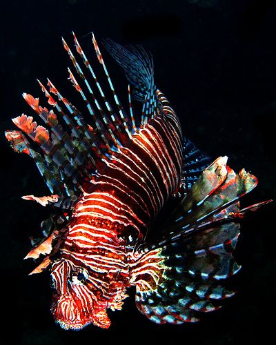 Sea Fish Aesthetic, Fishes In The Sea, Deep Ocean Fish, Lion Fish Photography, Fish Sketch, Rare Fish Deep Sea, Lion Fish, Marine Fish, Fish Drawings