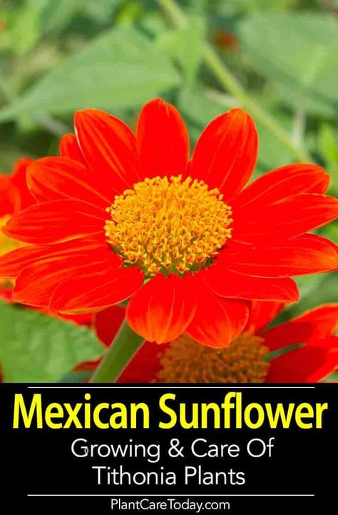 The Mexican sunflower or Tithonia is a treat nectar flower for monarch butterflies. This plant is also attracts lots of other pollinators. [LEARN MORE] Mexican Sunflower Tattoo, Mexican Sunflower Plants, Tithonia Flower, Sunflower Care, Florida Butterflies, Hummingbird Fountain, Summer Flower Arrangements, Mexican Sunflower, Planting Sunflowers