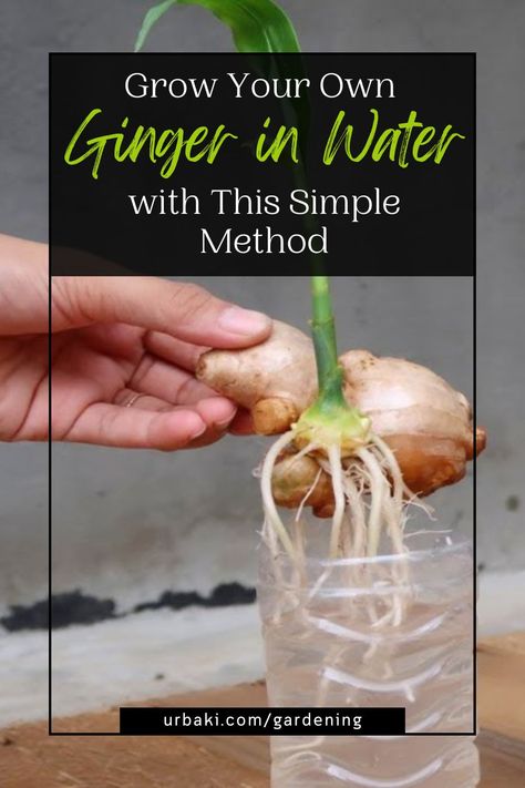 Ginger is a versatile and ancient plant species that has been used for medicinal and culinary purposes for thousands of years. If you're a ginger lover, you can now grow your own plant at home with ease, even if you don't have a garden! This simple method will show you how to root and cultivate your own hydroponic ginger plant in water. Not only is it a fun and rewarding project, but it's also a great way to ensure a steady supply of fresh ginger right at your fingertips... Planting Ginger Root, Grow Ginger From Root, Growing Ginger Indoors, Growing Ginger, Ginger Plant, Garden Remedies, Indoor Vegetable Gardening, Veg Garden, Home Vegetable Garden