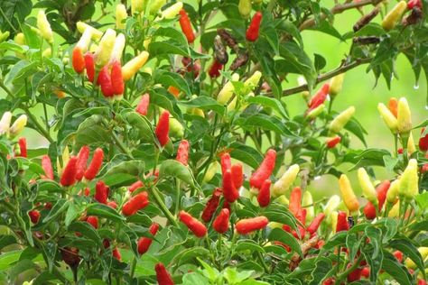 Capsicum annuum (Pepper) Business Diary, Capsicum Annuum, Gothic Garden, Low Maintenance Garden, How To Attract Birds, Mediterranean Garden, Liquid Fertilizer, Plant Combinations, Buy Plants