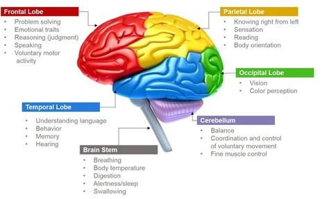 Human Brain Parts, Brain Parts And Functions, Human Brain Anatomy, Brain Parts, Brain Models, Sistem Saraf, Occipital Lobe, Brain Mapping, Brain Facts