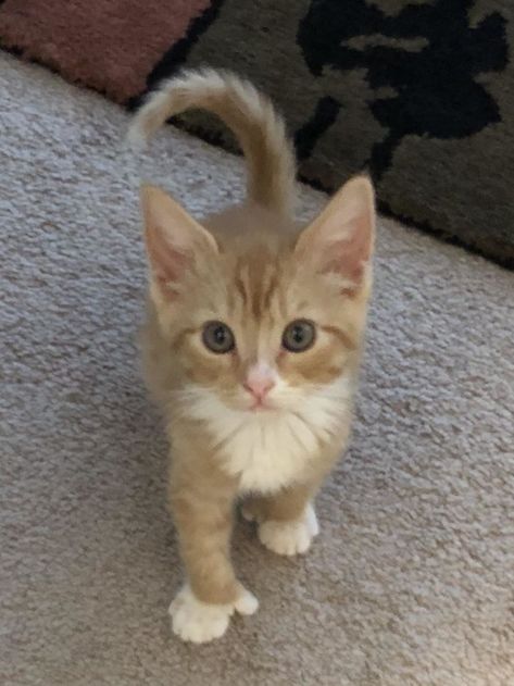 My Newly Adopted Kitten Is Polydactyl! Both Front Paws Have An Extra Finger So It Looks Like He Has Little Thumbs Polydactyl Kitten, Cat Birthday Wishes, Lynx Kitten, Inherited Traits, Cat Birthday Cards Funny, Orange Kitten, Polydactyl Cat, Genetic Code, Orange Kittens