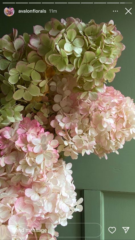 Pink Hydrangea Bouquet, Hydrangeas Bouquet, Botanical Photography, Hydrangea Colors, Peonies And Hydrangeas, Hydrangea Bouquet, Green Hydrangea, Peony Wedding, Peony Rose