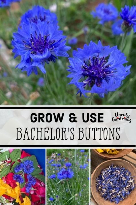 Blue Bachelor Buttons, Bachelor Button Flowers In Pots, Bachelor Buttons Flowers, Bachelors Buttons Flowers, Idaho Garden, Herb Planting, Bachelor Button Flowers, Corn Flower Blue, Summer Planting