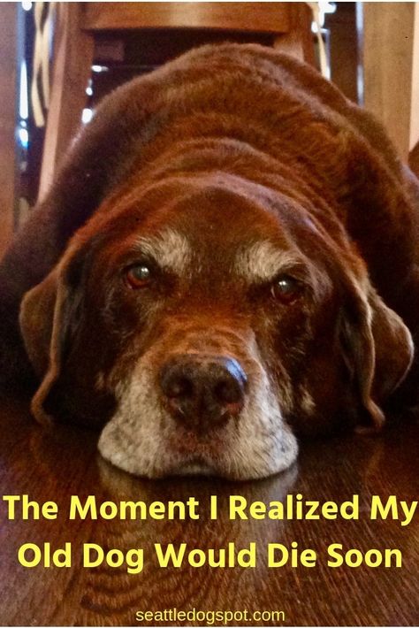 I Finally Acknowledge My Senior Dog Will Die Soon | Seattle DogSpot Dog Last Day, Old Labrador, Senior Dog Care, Senior Dogs Care, Micro Chip, Elderly Dogs, Dogs Tips, Bald With Beard, Dog Friendly Hotels