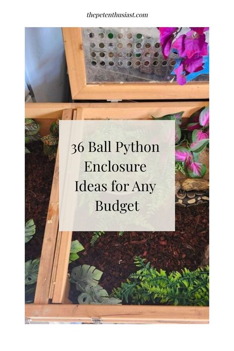 Are you looking for ideas to build your first ball python tank or upgrade it? We put together some creative tank ideas for you. Diy Python Enclosure, Bioactive Hedgehog Enclosure, Reptile Rack Ideas, Bioactive Vivarium Ball Python, Cute Snake Enclosure, Snake Tank Ideas Ball Python, Ball Python Vivarium, Ball Python Enclosure Ideas 40 Gallon, Ball Python Enclosure Ideas Diy