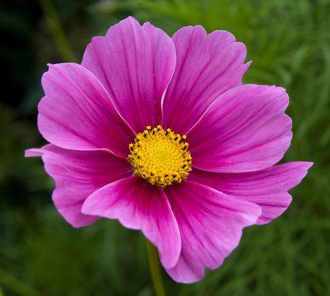 Cosmo Flower, Cosmos Flowers, Walled Garden, Sugar Flowers, Botanical Flowers, Beautiful Blooms, Flower Photos, Flower Pictures, Real Flowers