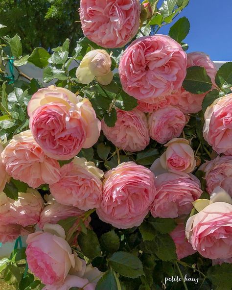 Petite Haus | French Country on Instagram: “Meanwhile at home... Eden climbing rose by David Austin is going to town. One of my favorite roses!! . . . .  #blooming_petals #blooms…” David Austin Roses, David Austin, Favorite Flowers, Rose Flowers, Rose Garden, Beautiful Roses, A Rose, Pretty Flowers, Flowers Plants