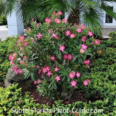 Florida Flowers, Landscaping With Roses, Garden Retaining Wall, Desert Rose Plant, Florida Plants, Plant Guide, Desert Garden, Garden Containers, Rose A