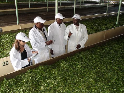 kericho tea factory - you can't imagine how organic and intoxicating the smell of fresh tea can be until you've experienced it in a factory like this Tea Factory, Fresh Tea, The Republic Of Tea, Chinese Tea, Kenya, Photo Credit, Places Ive Been, Tea