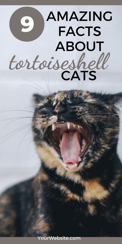 9 Awesome Facts About Tortoiseshell Cats #tortoiseshell #catfacts Muted Tortoise Shell Cat, Calico Tortoiseshell Cat, Tortishell Cat Art, Types Of Tabby Cats, Torti Shell Cats, Blue Tortoiseshell Cat, Tortious Shell Cat, Cats Tortoise Shell, Long Hair Tortoise Shell Cat