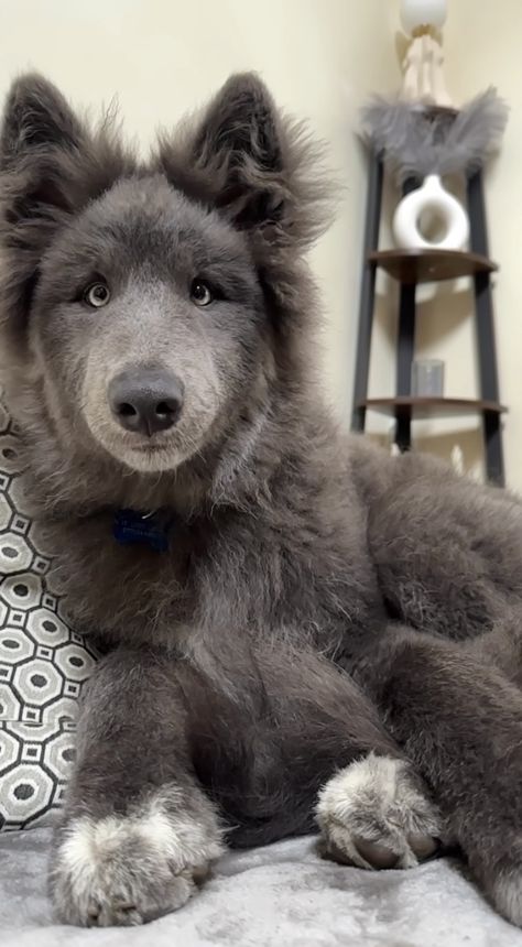 Blue Bay Shepherd Puppies, Blue Wolf Dog, Cute Mutts, Blue Shepherd, Blue Bay Shepherd, Mutt Puppies, Pics Of Dogs, Sims Pets, Unique Dog Breeds