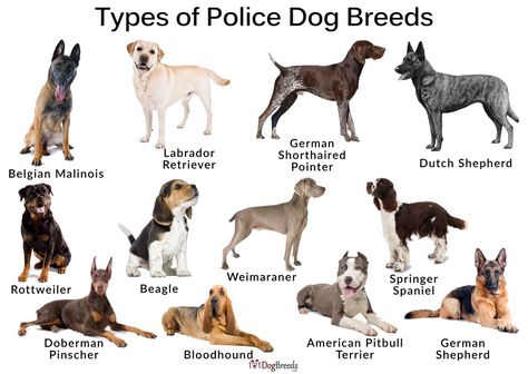 Types of Poice Dogs and Pictures | 101DogBreeds.com Weird Dog Breeds, Police Dog Aesthetic, Types Of German Shepherd Dogs, Police Dog Names, Police Dog Breeds, Type Of Dogs, German Shepherd Police, Dogs Types, Dog Breeds Chart