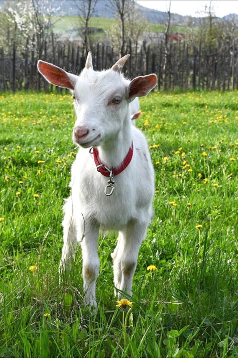 Curious White Goat Cute Animals Wallpaper, Goat Photo, Goat Pictures, Tattoo Goat, Goat Drawing, Goat Fence, Goat Feeder, Goat Picture, Goat Paintings