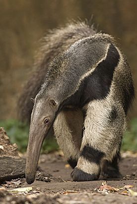 Oso hormiguero Mother And Baby Animals, Giant Anteater, Interesting Animals, Unusual Animals, Weird Animals, Animals Of The World, On The Ground, Animal Planet, Exotic Pets