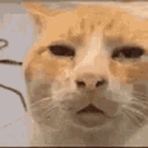 Cat Confused, Confused Gif, Confused Cat, Annoyed Cat, Cat Gif, Gif