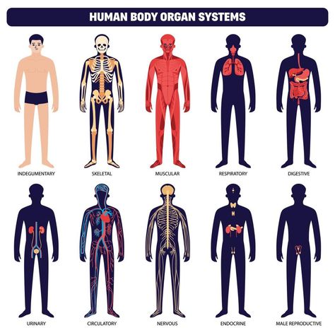 Human Body Organ Systems Icon Set Human Organ System, Human Body Organ System, Human Body Systems Projects, Body Systems Project, Human Body System, Human Body Organs, Human Organ, Organ System, Human Body Systems