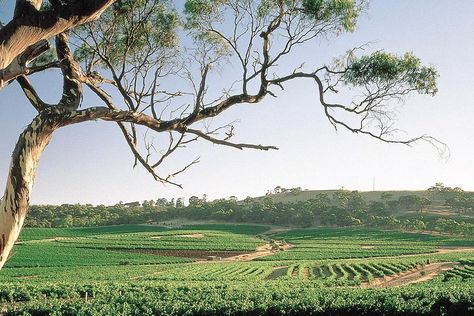 One of the premium wine grape growing regions in Australia and possibly the world, is Clare Valley in South Australia. Split into three parallel valleys, each varying in altitude, soil structure and climate means a whole lot of diversity in the wines produced from this […]Visit Man of Many for the full post. Clare Valley South Australia, Grape Growing, Cellar Doors, Clare Valley, Wine Making Process, Wine Boutique, Wine Grape, Wine Tasting Experience, Premium Wine