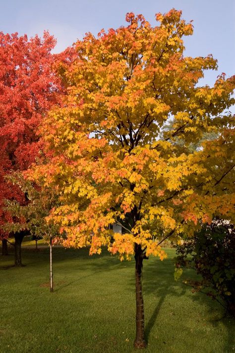 Fast Growing Trees | HGTV Chinese Maple Tree, Best Shade Trees, Maple Tree Landscape, Xeriscape Plants, Acer Platanoides, Japanese Red Maple, Growing Trees, Red Maple Tree, Hgtv Garden