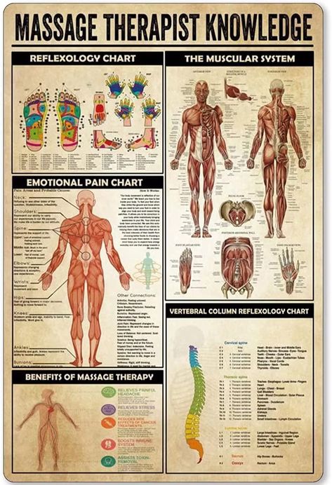 Muscular System Activities, Body Reflexology, Massage Art, Massage Therapy School, Anatomy Muscles, Massage Room Design, Healing Massage, Reflexology Foot Chart, Body Science