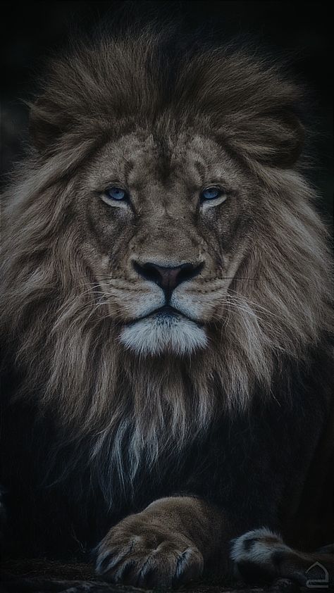 Lion Wallpaper Black And White, Lion Wallpaper Iphone Hd, Lion Black Background, Lion Wallpaper Hd 1080p, Wild Life Wallpaper, Lion Wallpaper Aesthetic, Aslan Wallpapers, Photo Hilight Instagram, Wounded Lion