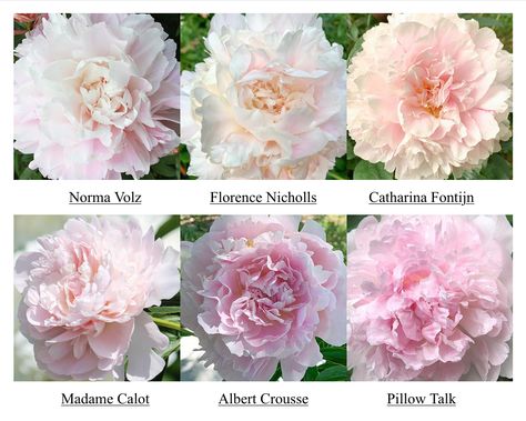 Do Tell Peony, Rose Garden, Flower Farm, Green Thumb, Peonies, Flower Garden, Beautiful Flowers, Flower Arrangements, Green