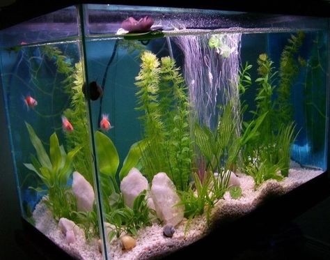 Cottagecore Fish Tank, Rose Quartz Fish Tank, Fish Tank Cute, Crystal Fish Tank, Aesthetic Fish Tank, Fish Tank Aesthetic, Cool Fish Tank Decorations, Fish Tank Themes, Aquarium Garden