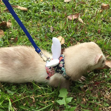 Ferret Leash, Creature Poses, Ferret In Clothes, Adorable Ferrets, Ferrets In Clothes, Ferret Harness And Leash, Ferret Accessories, Ferret Harness, Ferret Supplies