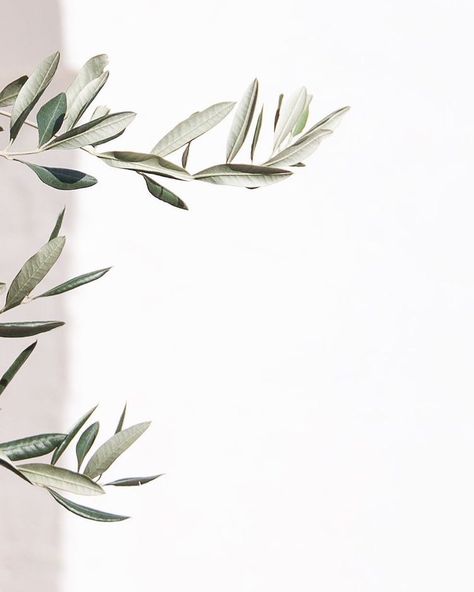 i n s p i r e d b y n a t u r e | Yesterday we photographed all new linen colours, including olive, a beautiful greyish green we’re very… Olive Tree Illustration, Plant Wallpaper, Foto Tips, Olive Trees, Trendy Tree, Monstera Plant, 背景 シンプル, Tree Illustration, Foto Art