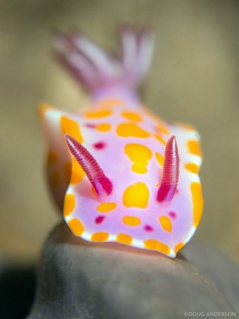 Ceratosoma amoenum, Bare Island by Doug Anderson Cool Sea Creatures, Deep Sea Life, Deep Sea Creatures, Sea Photography, Sea Snail, Sea Slug, Beautiful Sea Creatures, Water Animals, Aquatic Animals