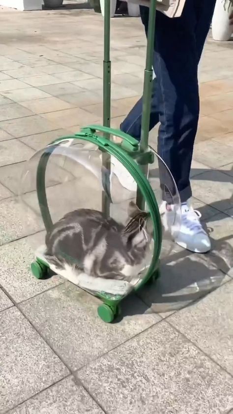 Cat travel Bag Cute Cat Carrier, Katt Grejer, Cat Carrier Bag, Pet Bag, Cat Bag, Dog Bag, Cat Carrier, Cat Room, Cute Animal Videos