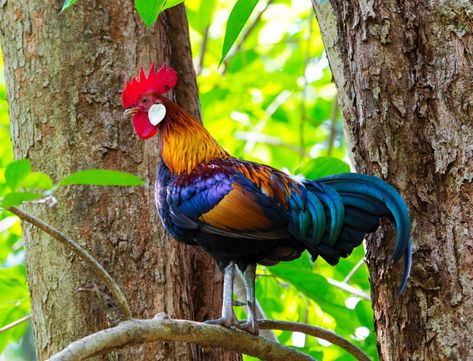 Jungle Fowl, Wild Chicken, Beautiful Chickens, Animal Puzzle, Chicken Breeds, Pretty Birds, Bird Photo, Maine Coon, Full Screen